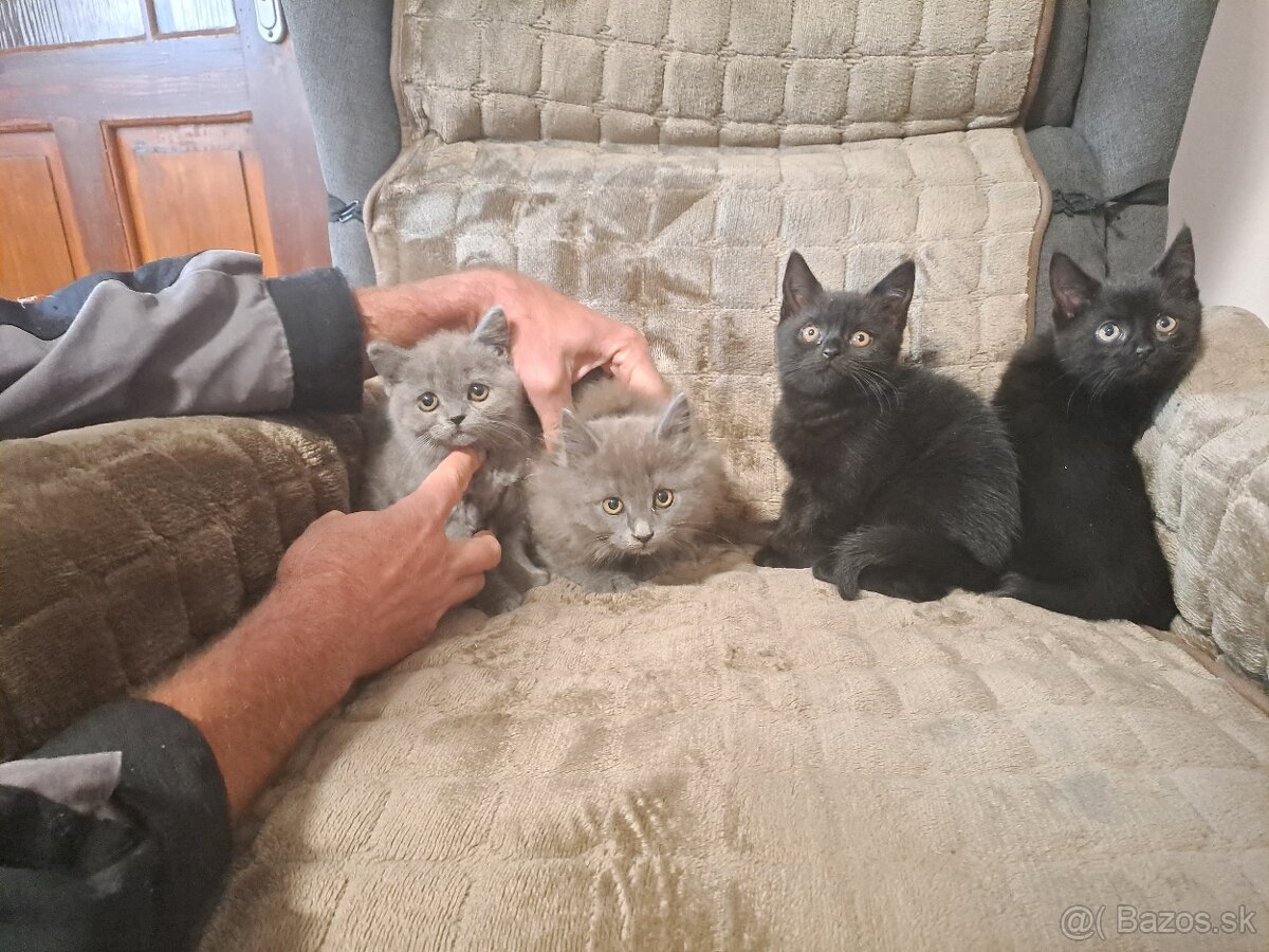 Britská modrá mačka - 2