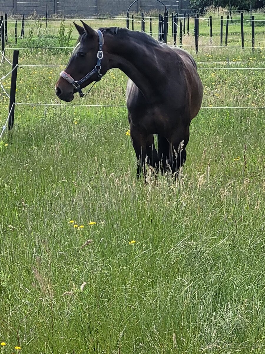 Ustajnenie koní – Jazdecký klub ALEXANDRIA, Hviezdoslavov - 2