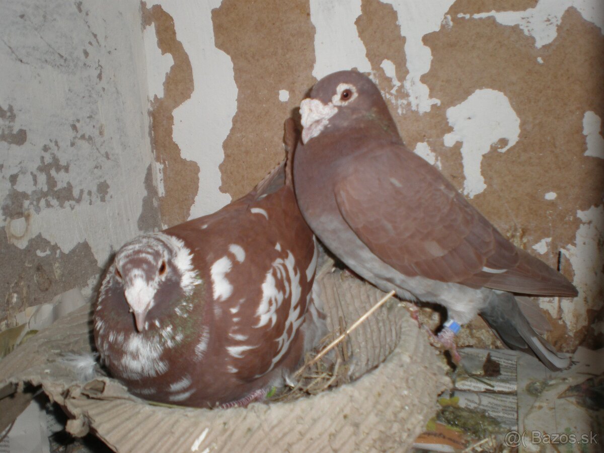 Predám poštové holuby Meulemans - 2