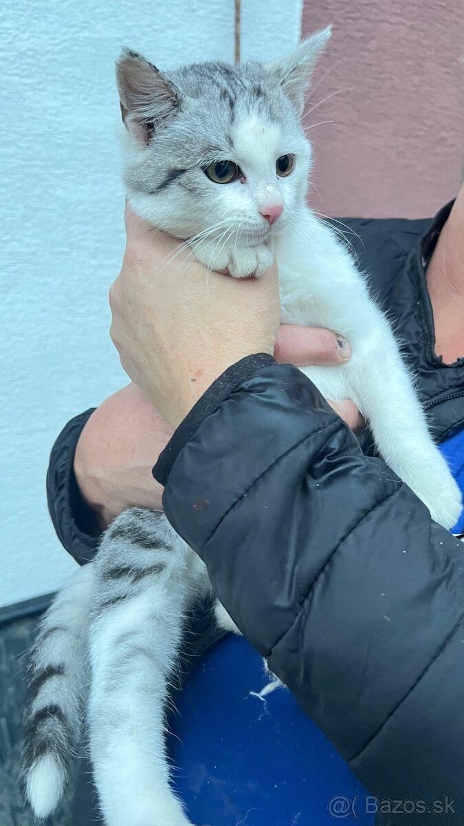 Darujem kocúrika - 2