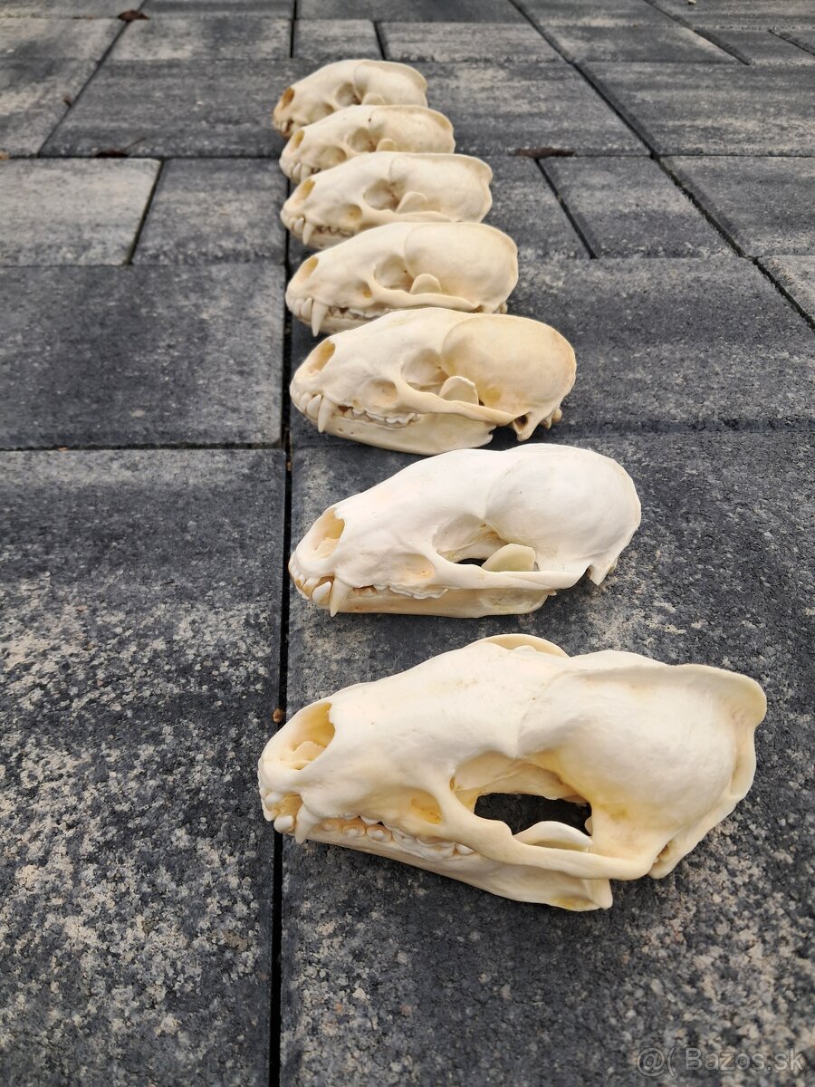 Lebky, trofeje, parohy - 2