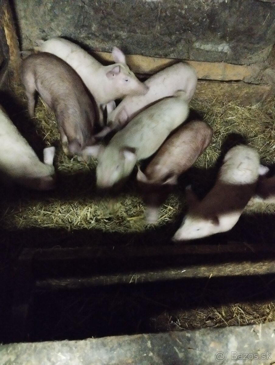 Predám odstavcata - 2