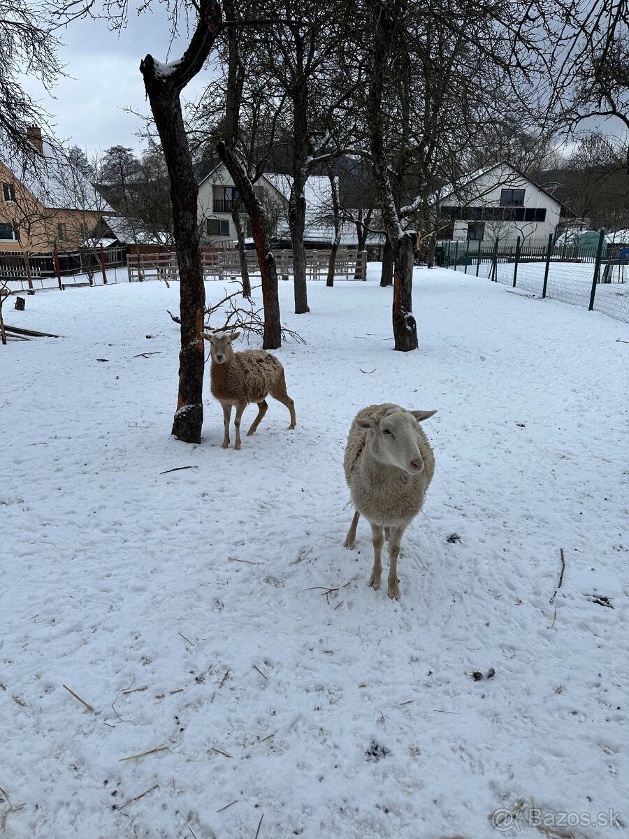 Predám ovce - 2