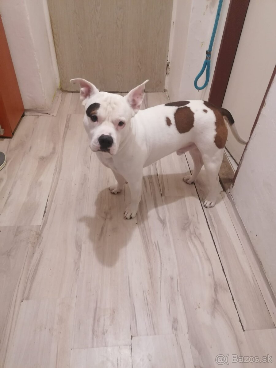 MÁM ČISTOKRVNEHO STAFORDA - 2