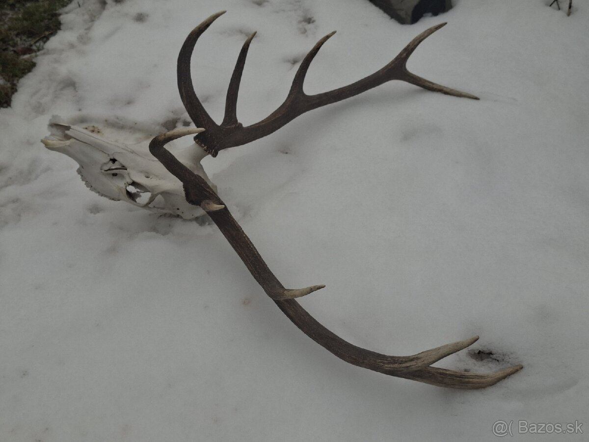 Trofej, parohy, zhody,dekoracia - 2