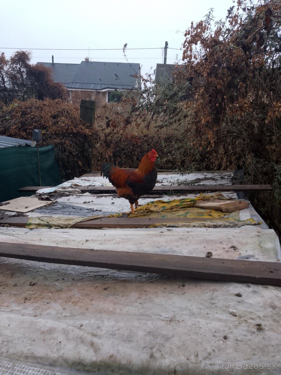 Predám kohuta - 2
