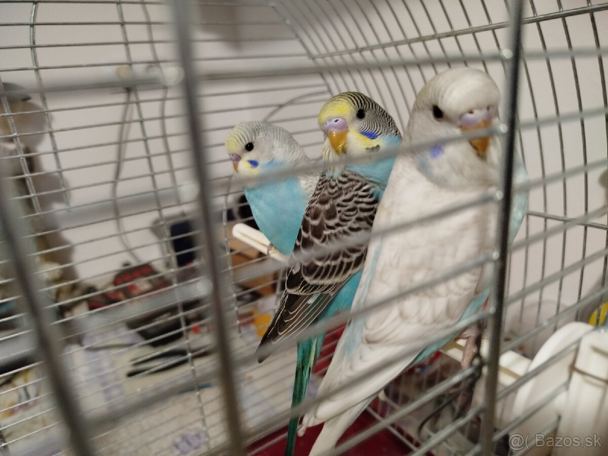 Predám mladé andulky - 2