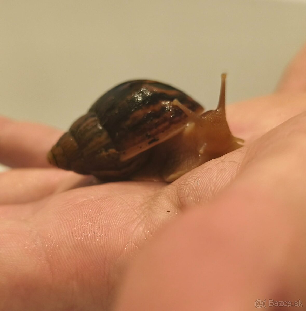 Africky slimkak zadarmo + terarium - 2