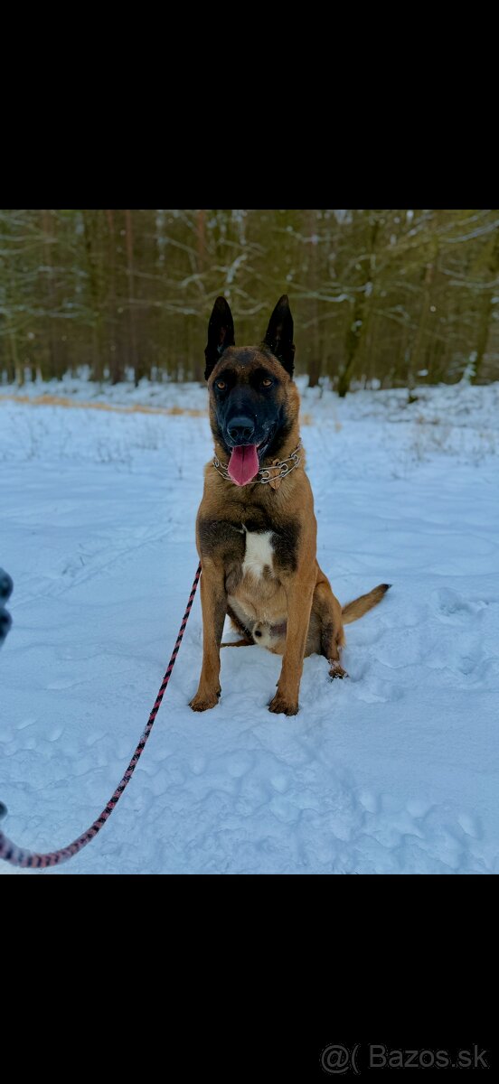 Belgický Ovčiak - 2