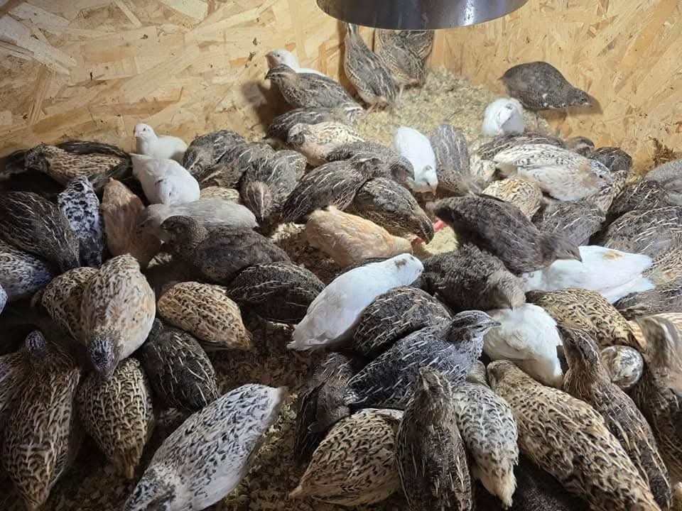 Predám japonské prepelice - 2