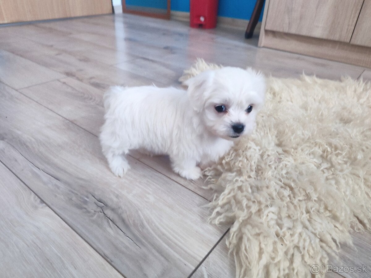 Maltezáz- šteniatka malého vzrastu - 2