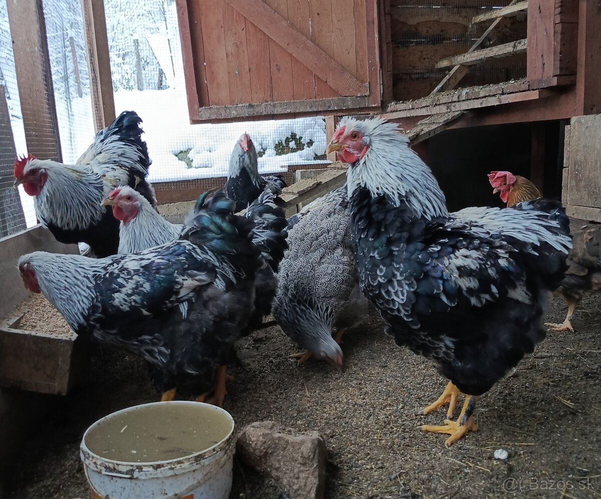 Wyandotka strieborná vlnitá - kohúty - 2