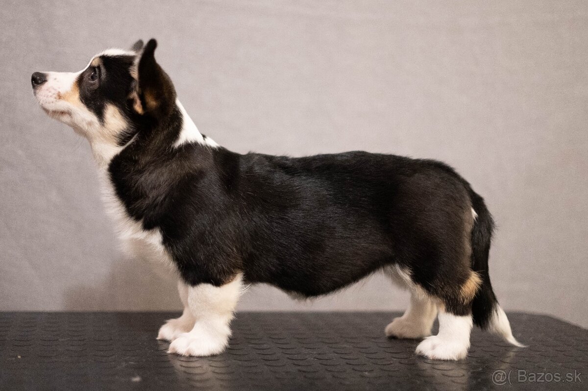 Welsh corgi pembroke s PP - 2