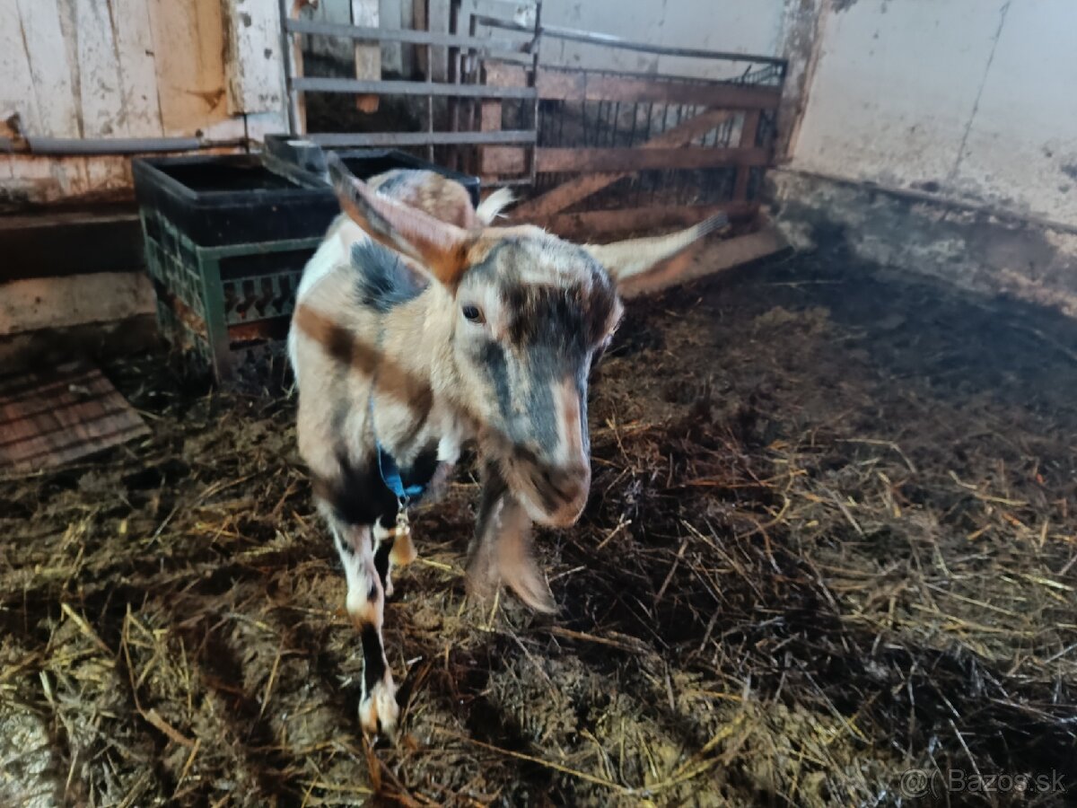 Predám kozy - 2