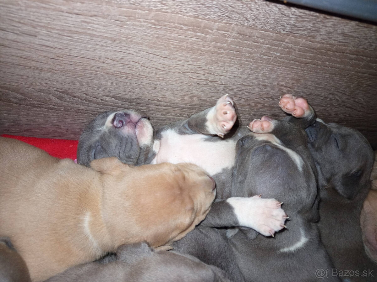 americky staforshier terrier - 2