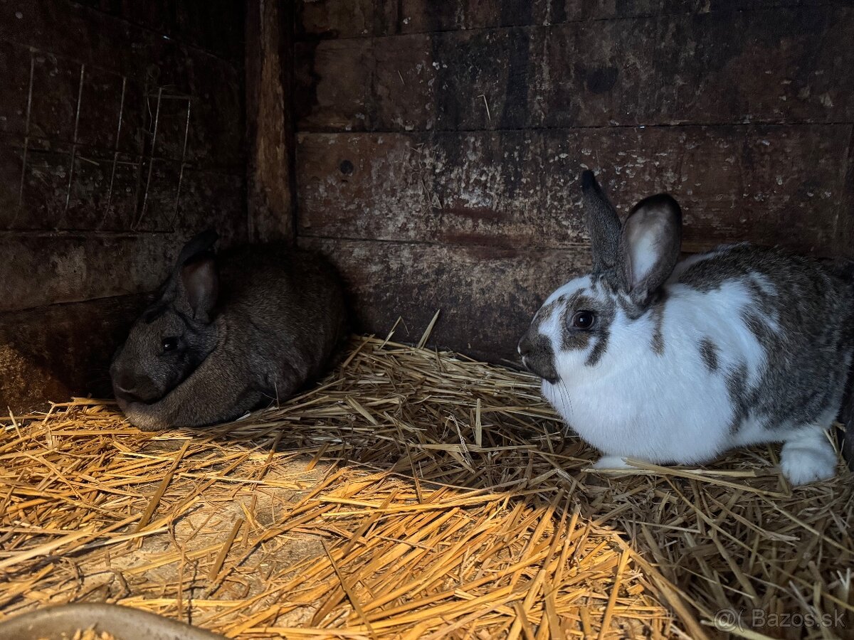 Králiky - 2