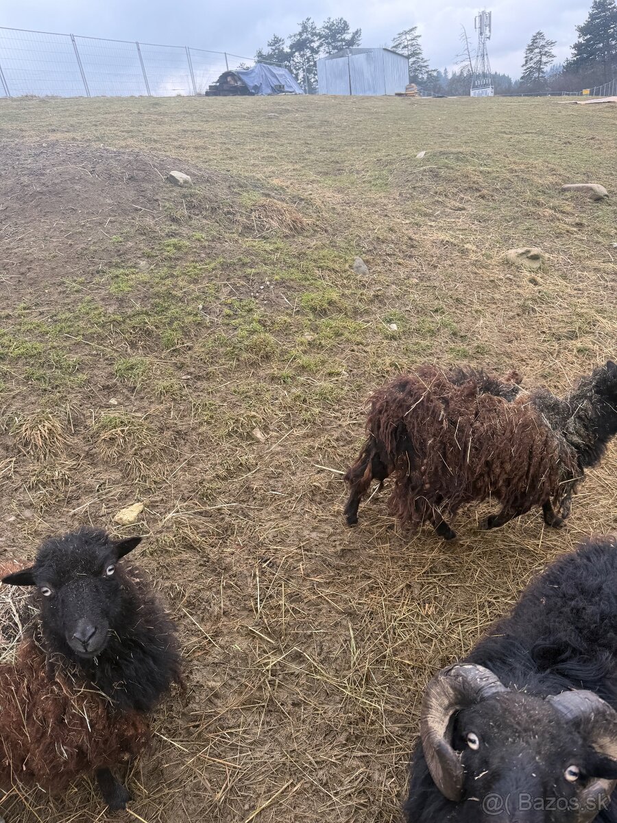 Predam QUESSANTSKE ovecky - 2