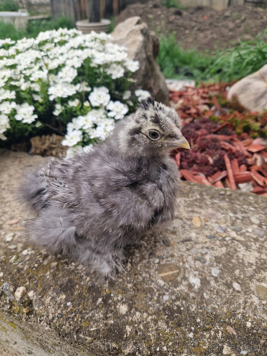 Hodvabnicka USA kuriatka - 2