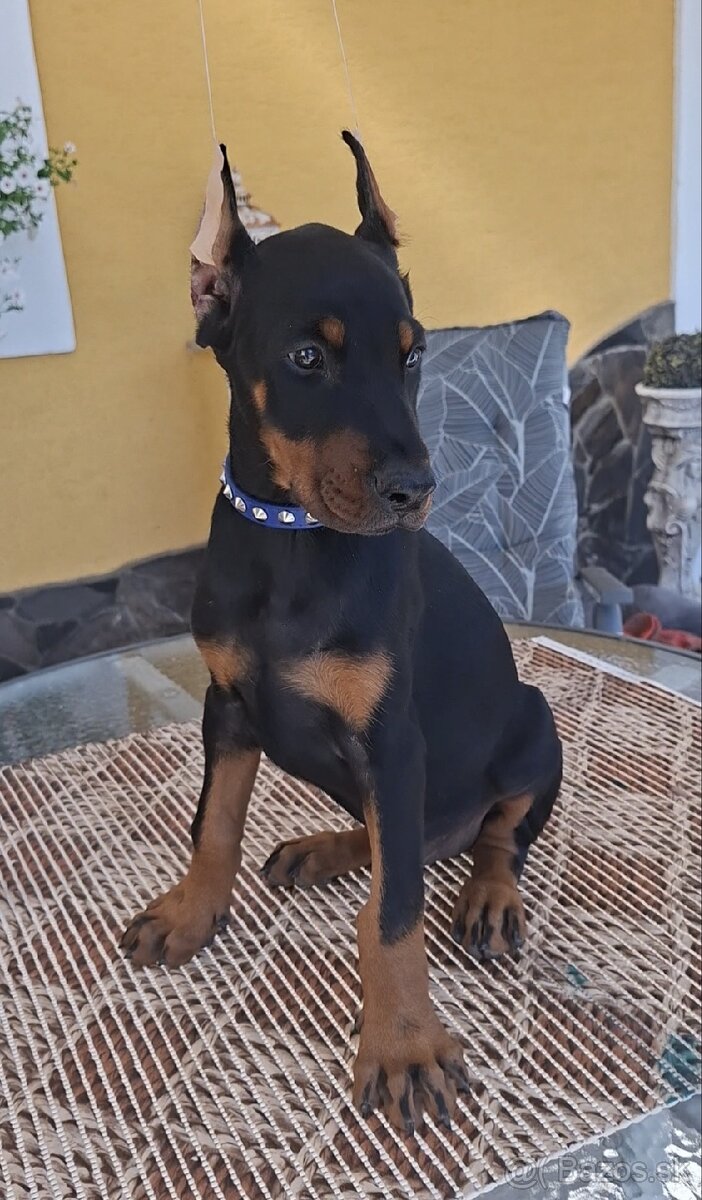DOBERMAN Šteniatka s FCI P.P - 2