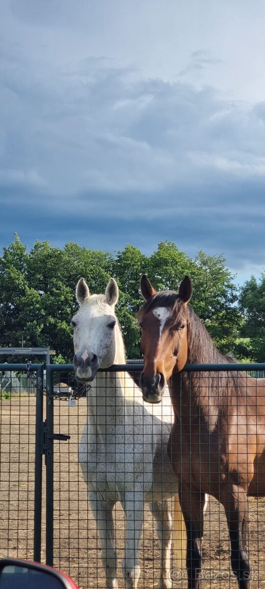 Slovenský teplokrvník - 2