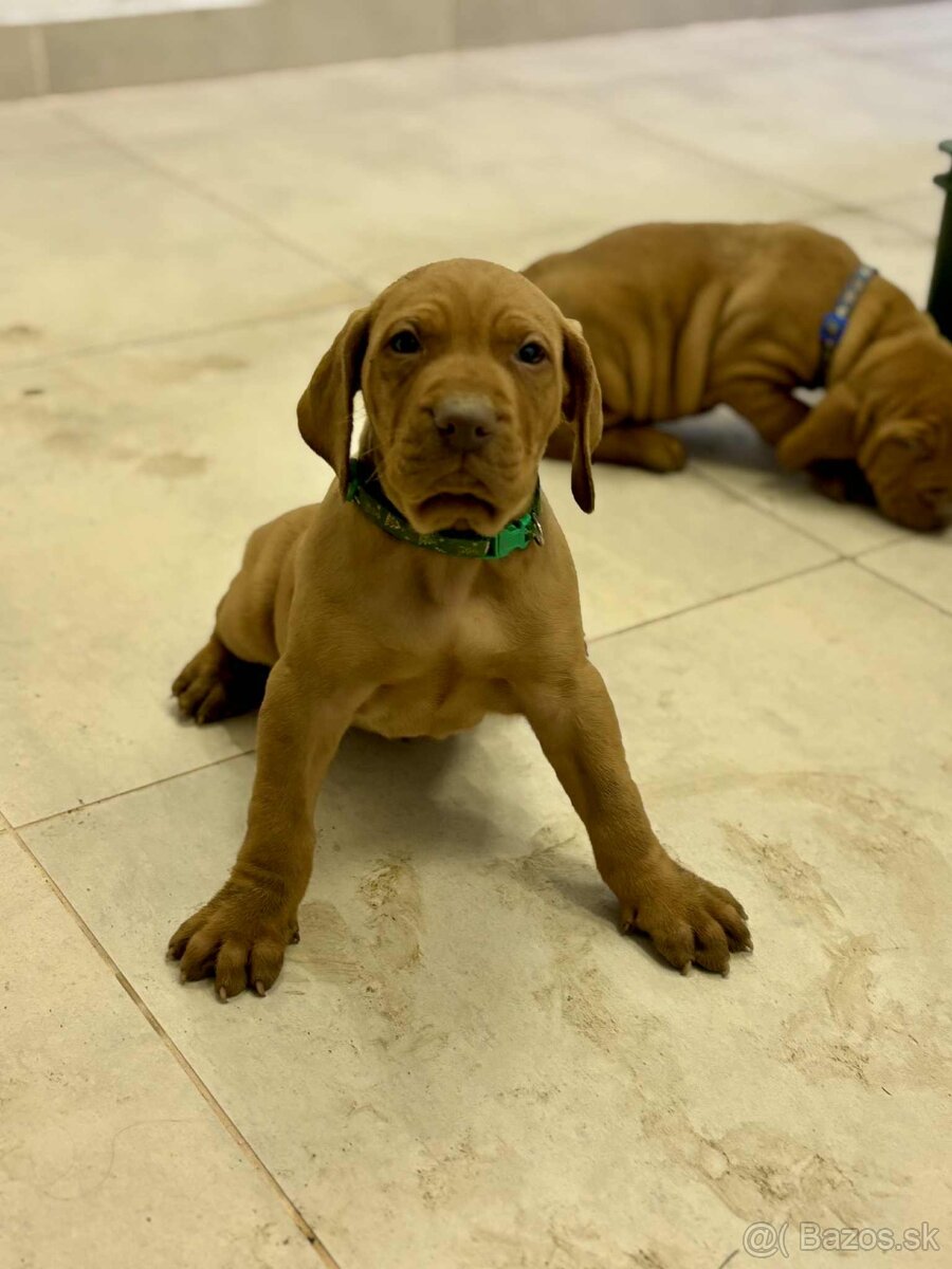 Maďarská vyžla šteniatka - 2