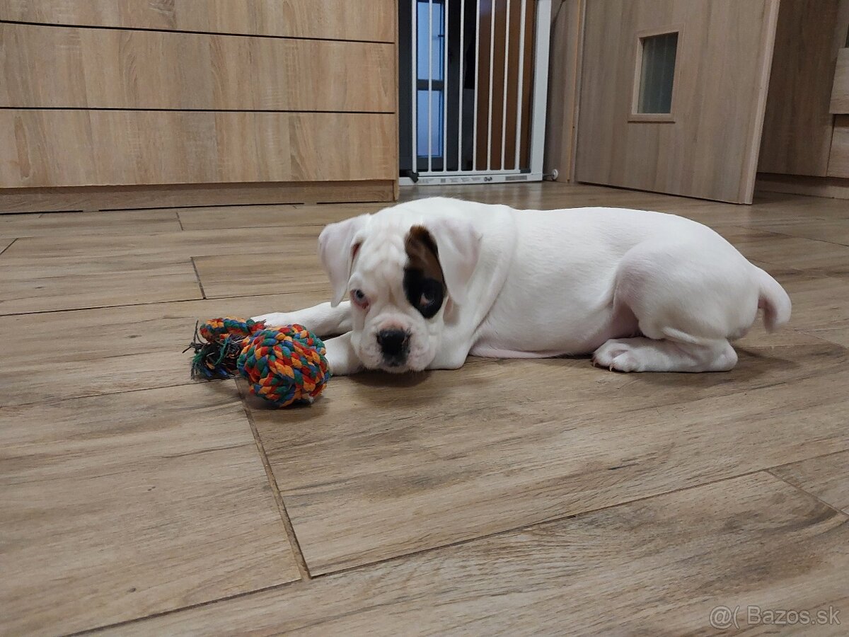 Nemecký boxer šteniatko PP - 2