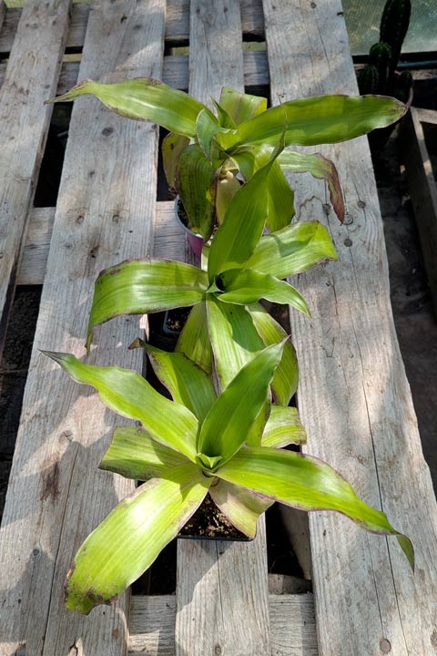 kalísia voňavá - Callisia fragrans - rastliny - 2