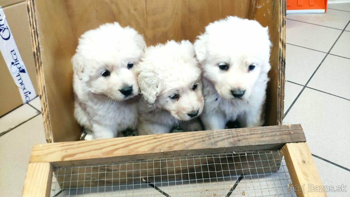 Slovenský čuvač - 2