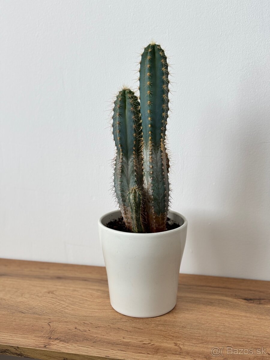 Predám rastlinky - 2