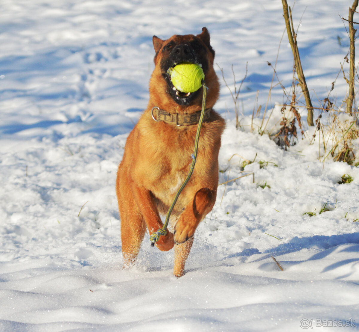 Belgický ovčiak malinois s PP - 2