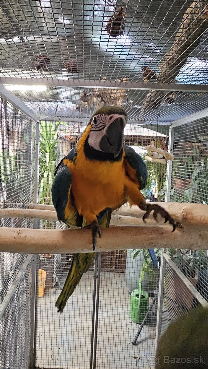 Predám Samičku Ara Ararauna - 2