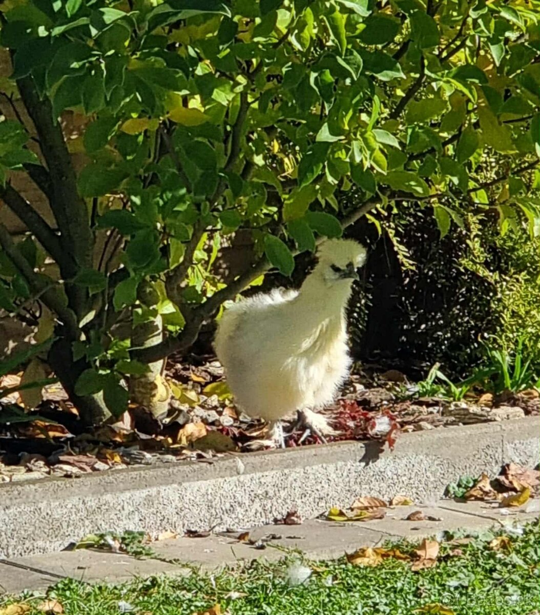 Kohút hodvábničky EU - 2