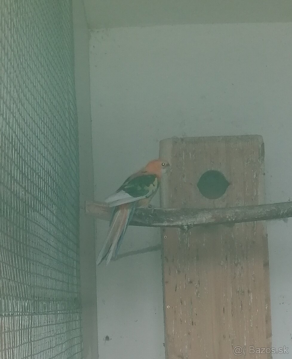 Penant, rozela, alexander malý - 2