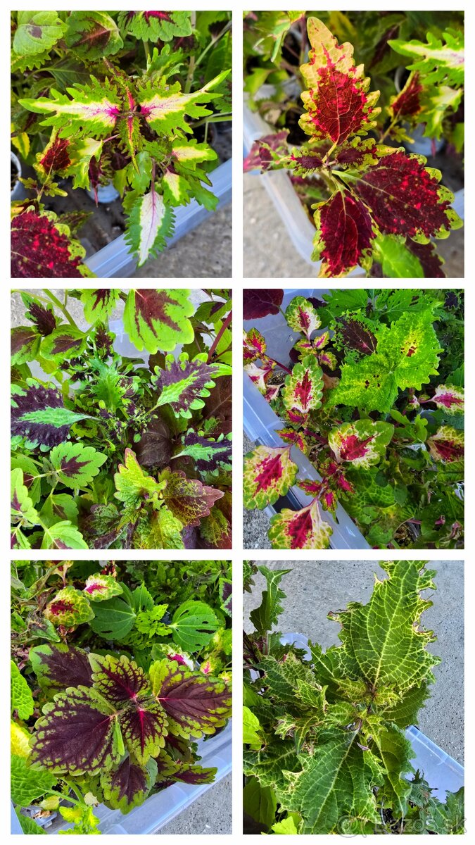 Koleus, coleus, africká okrasná žihľava - 2