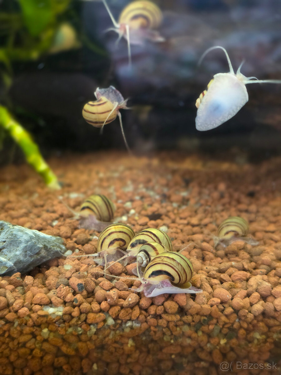 Slimák Mini ampulária špirálová - 2