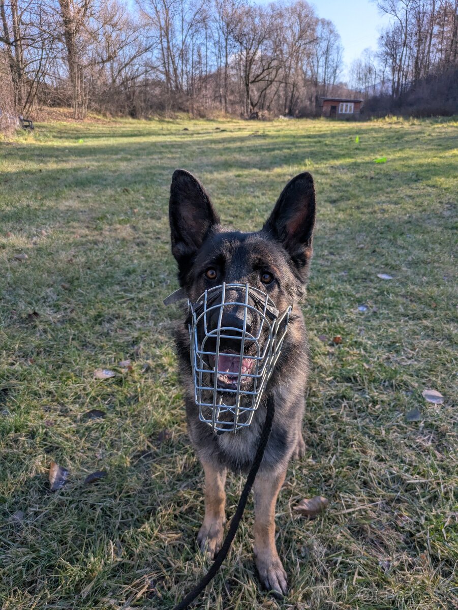 Nemecký ovčiak darujem - 2