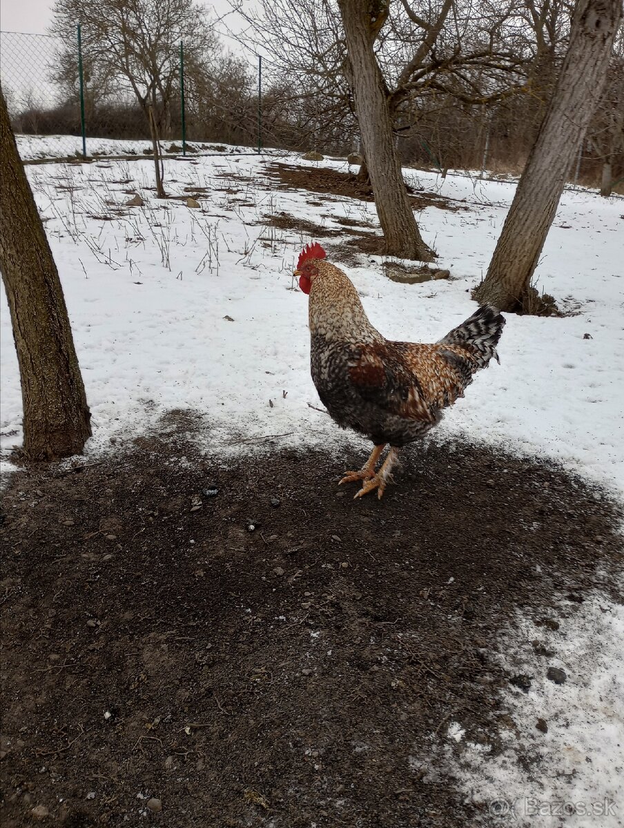 Dva krásne kohútiky na predaj - 2