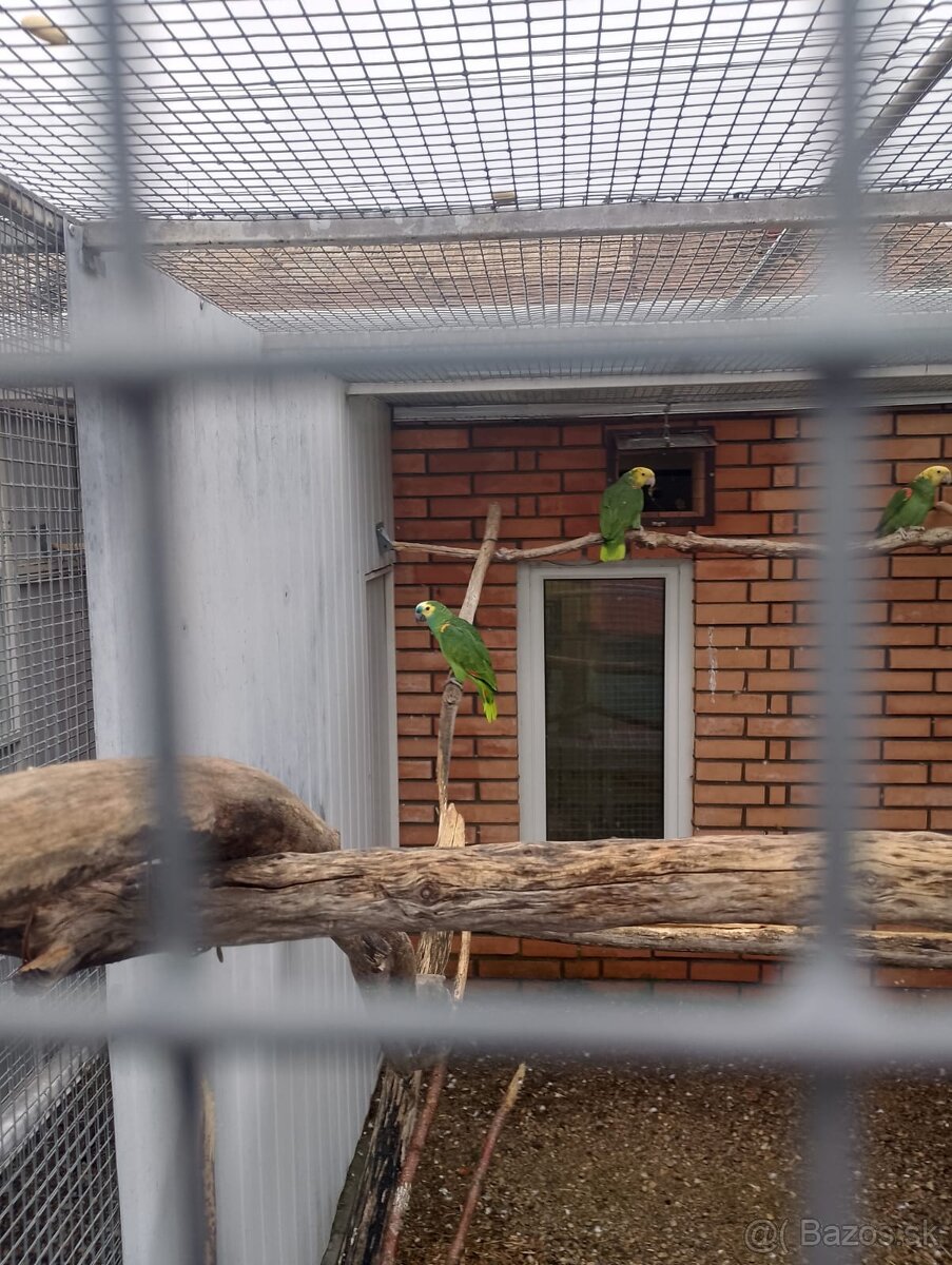 Amazoňan modročelý/Amazoňan Venezuelský - 2