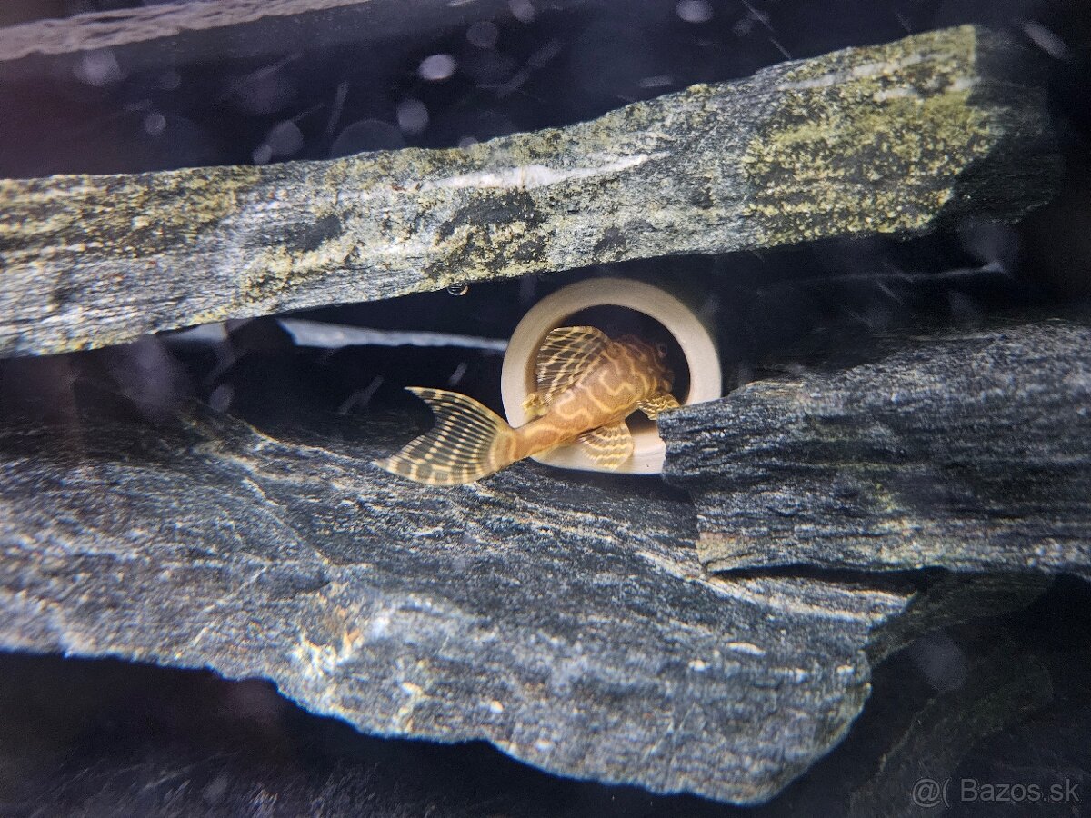 L 333 Gold line Albino - 2