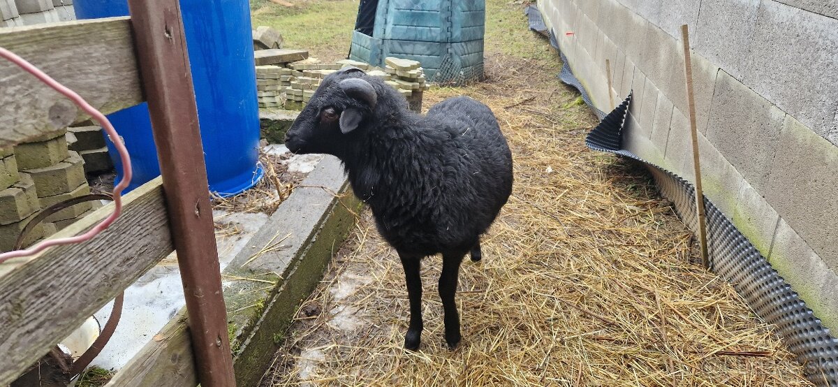 Kamerunsky Baran - 2