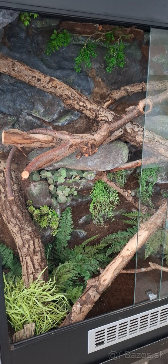 Terarium leguan - 2