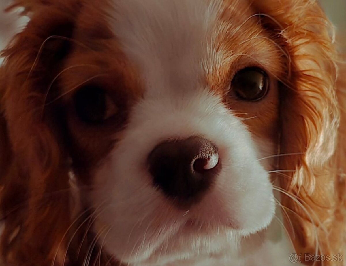 Cavalier King Charles Spaniel (bez PP) – 5-mesačná sučka - 2