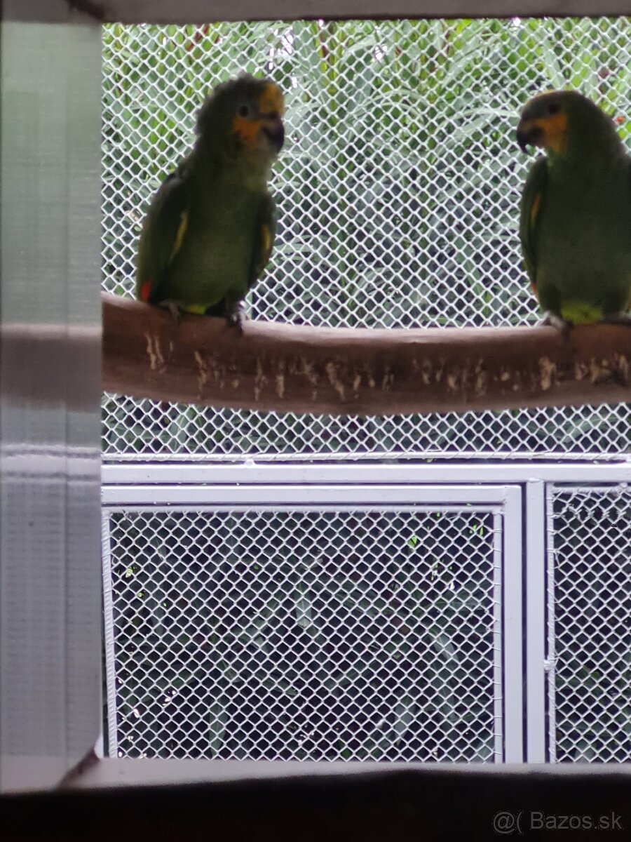 Amazonik venezuelský - 2