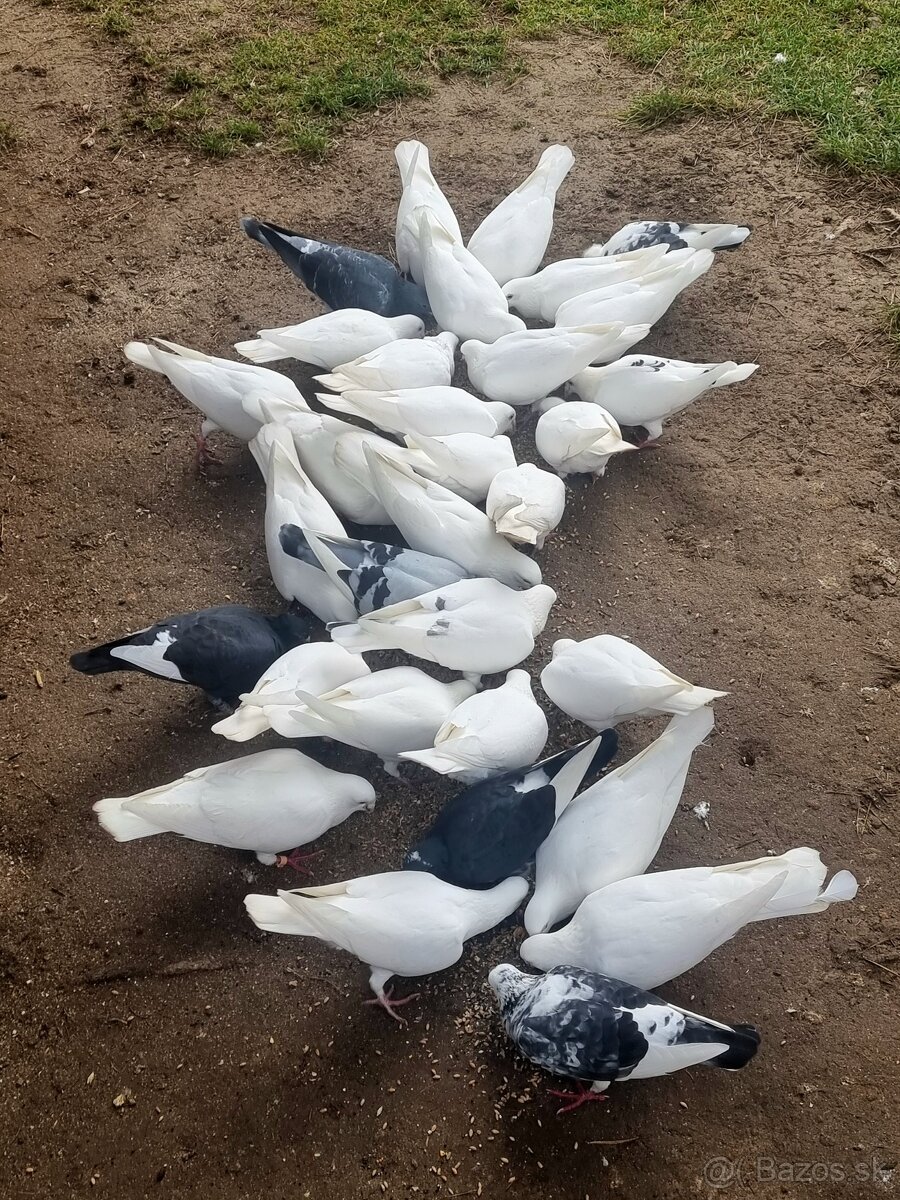 BIELE HOLUBY a HRDLIČKY - 2