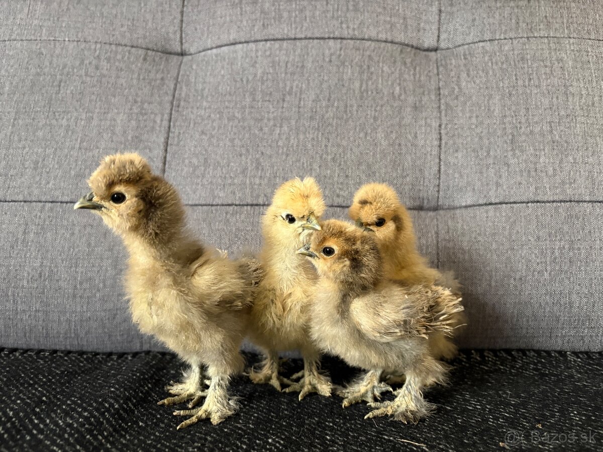 Kuriatka hodvabnicky - 2