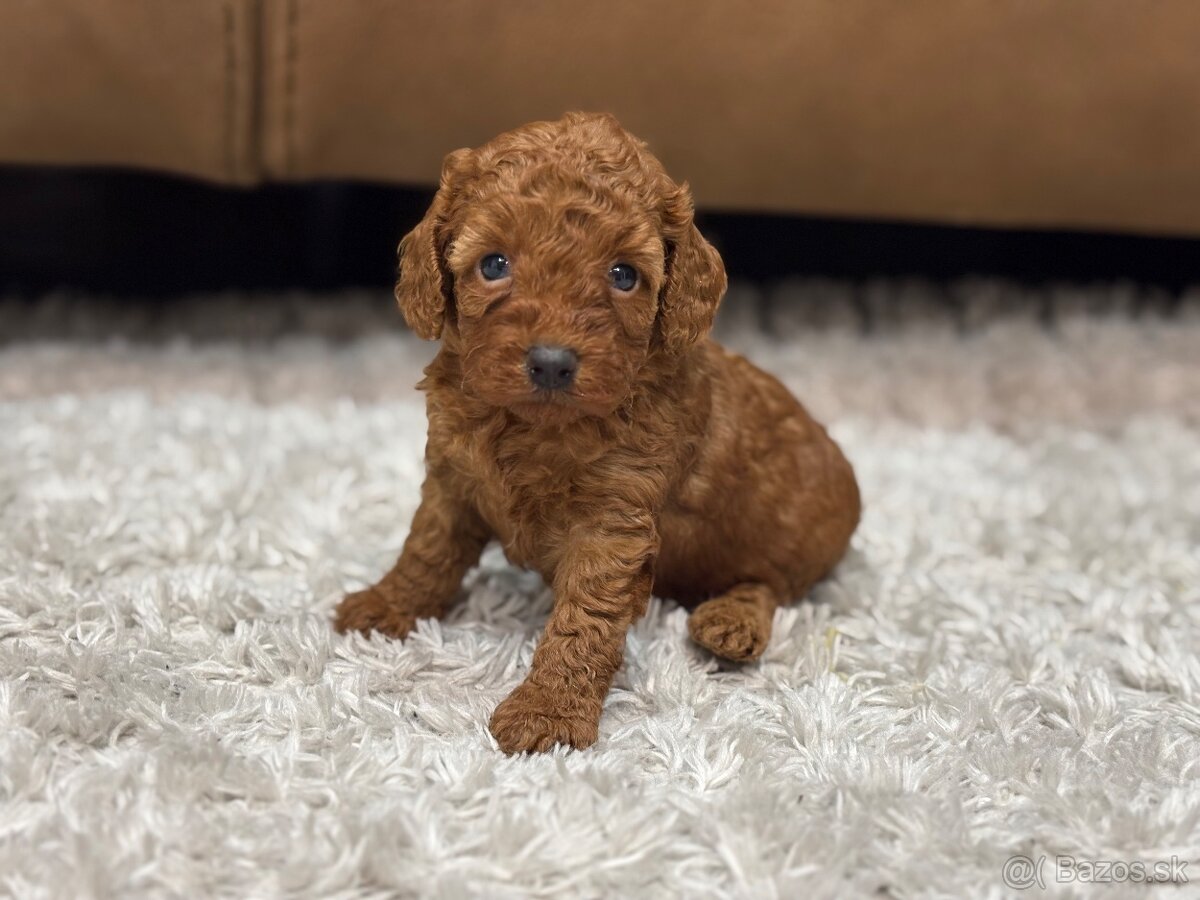 Pudel toy/ trpaslik - 2