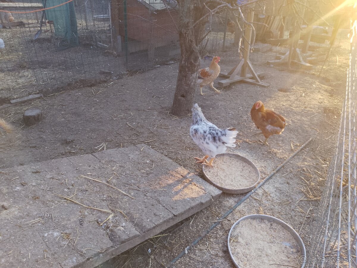 Predám mladých kohútov - 2