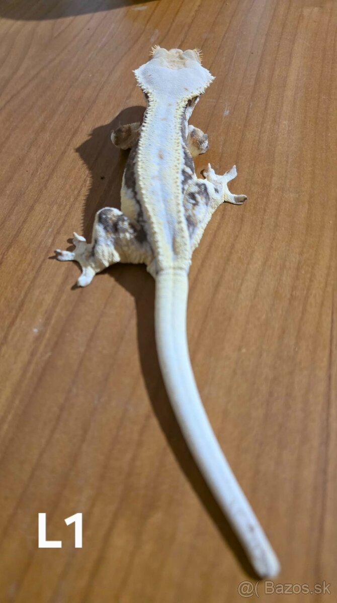 Pagekon Riasnatý - 2