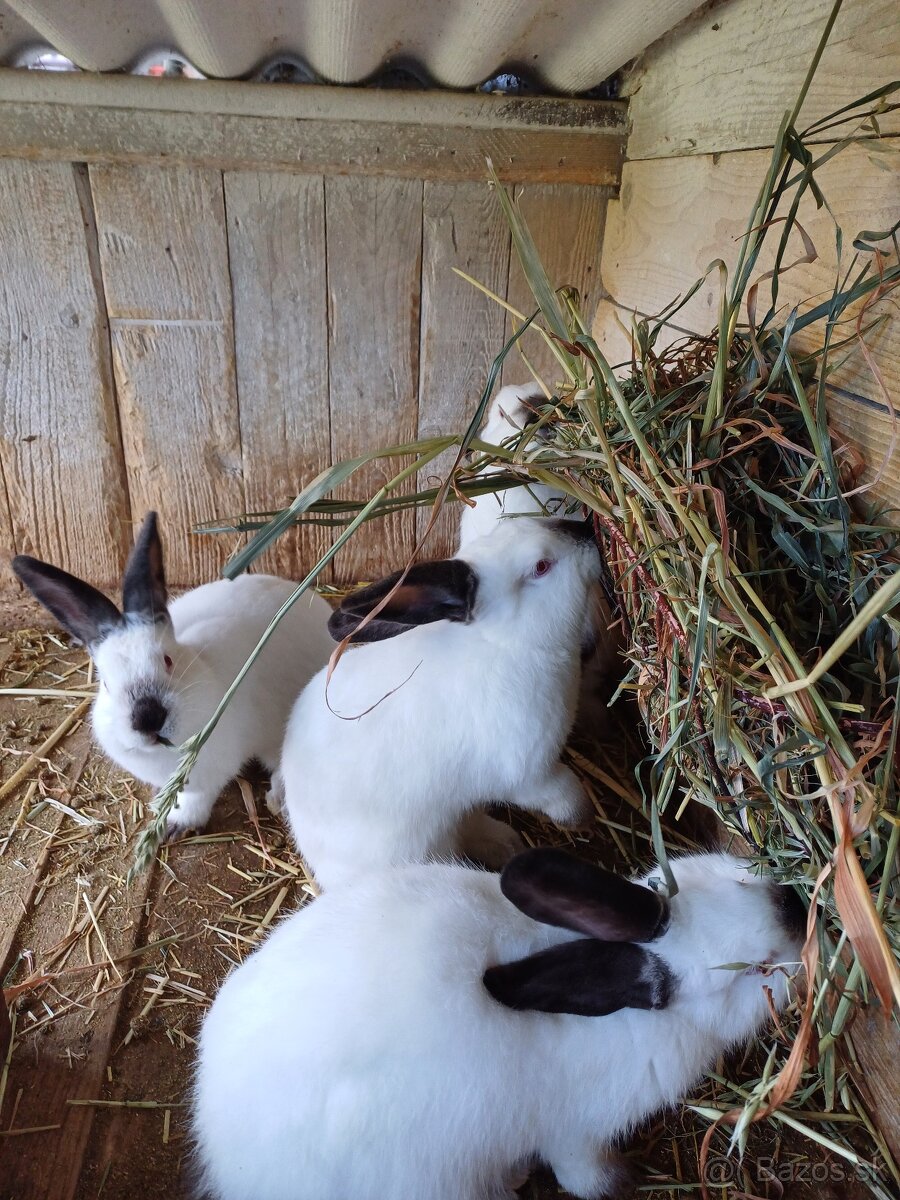 Kalifornske kraliky - 2