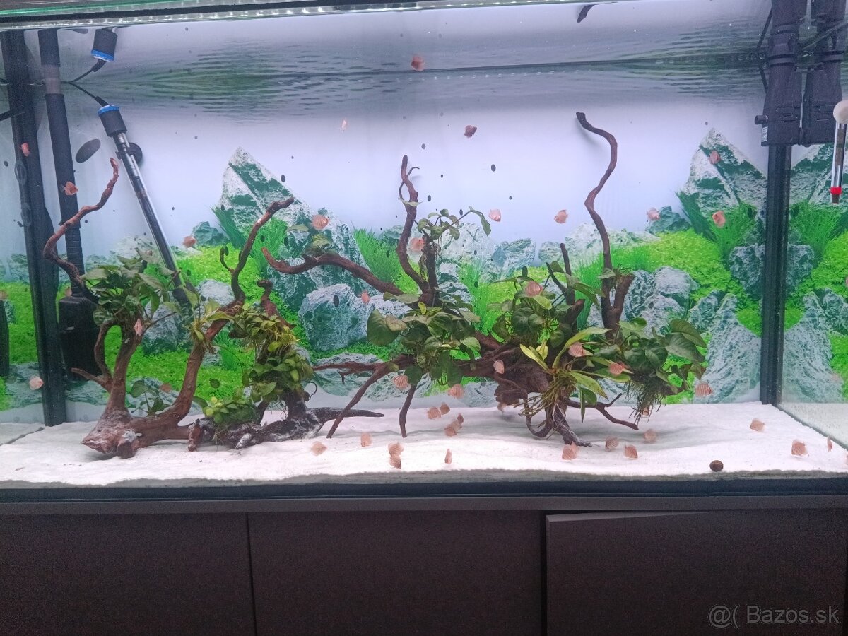 Diskus red tyrkys - 2